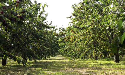 Private Label | Dried Fruits | Işık Tarım