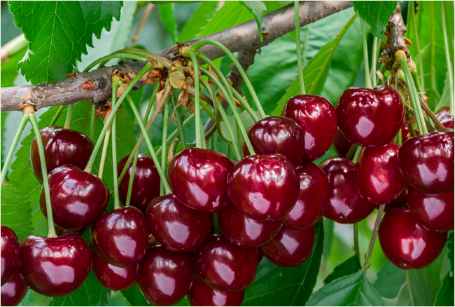 Frozen Cherries