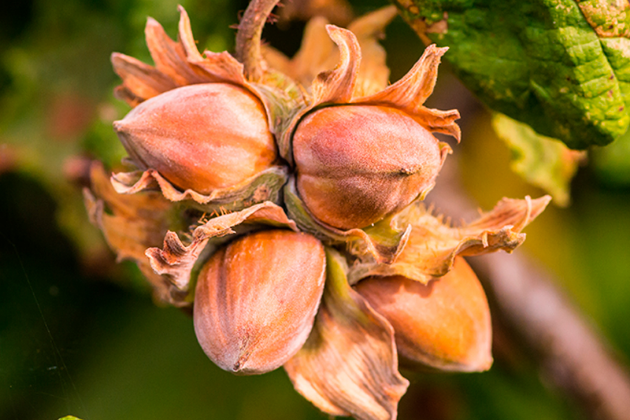 HAZELNUT PUREE (LIGHT)