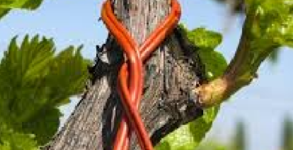 Disease and Pest Control