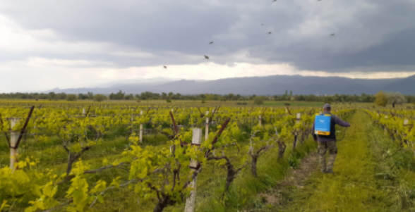 Organic Fertilizer Applications