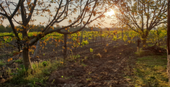 Polyculture Applications